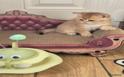 British Shorthair cats for sale: British shorthair  - Image 15