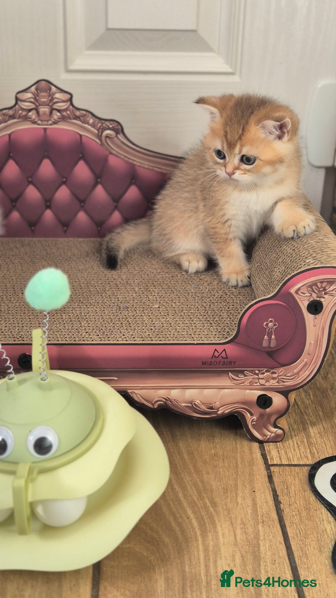 British Shorthair cats for sale: British shorthair  - Image 15
