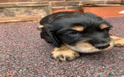 Cocker Spaniel dogs for sale: cocker spaniel pups ready for reserve - Image 1