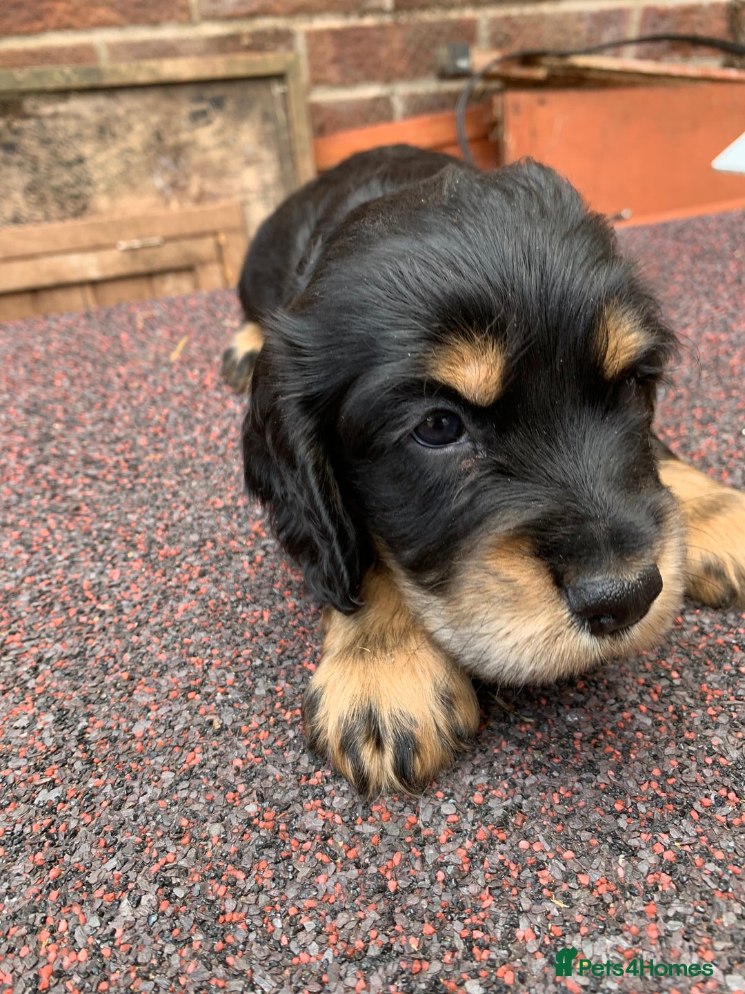 Cocker Spaniel dogs for sale: cocker spaniel pups ready for reserve - Image 1