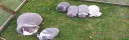 Mini Lop rabbits for sale: Pure bred Mini lop baby rabbits  - Advert 13