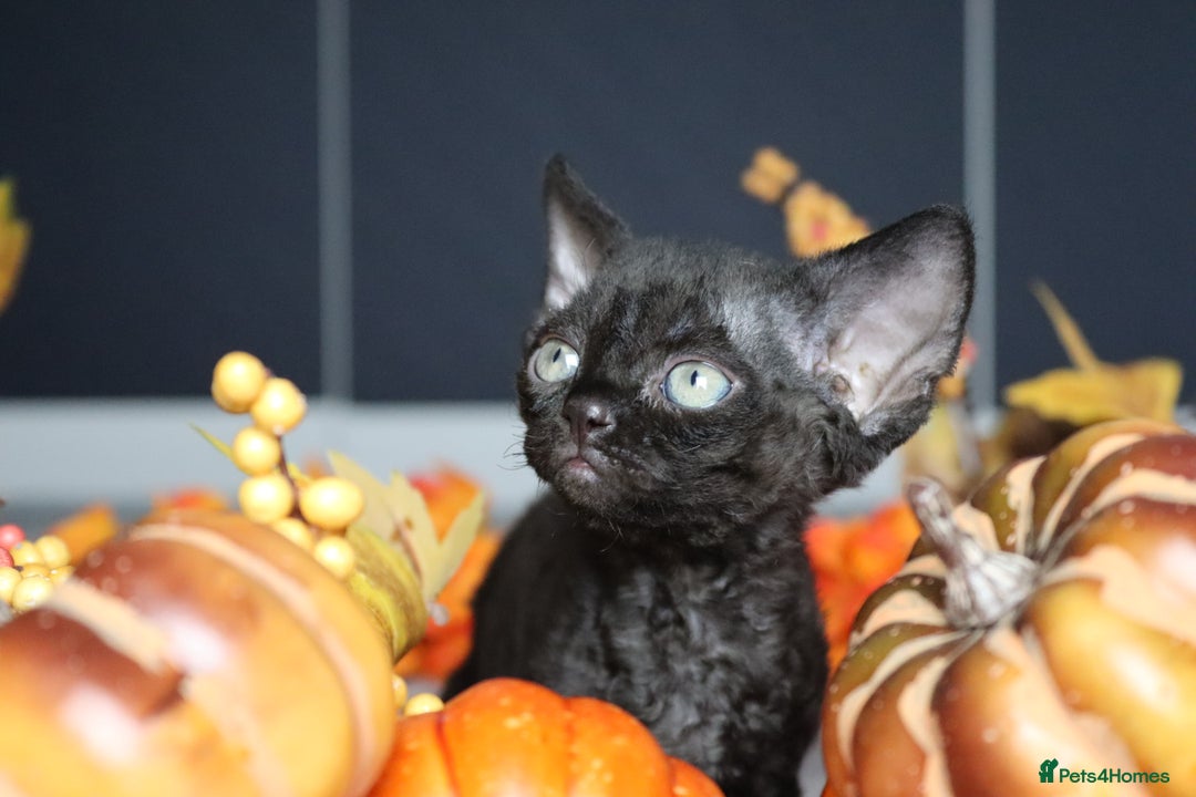 Devon Rex cats for sale: 🎉❤️ Full pedigree, healthy Devon rex boy 🎉❤️ - Image 2