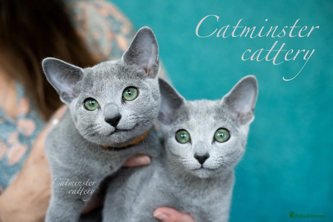 Russian Blue cats for sale: Purebred Russian blue kittens  - Advert 1