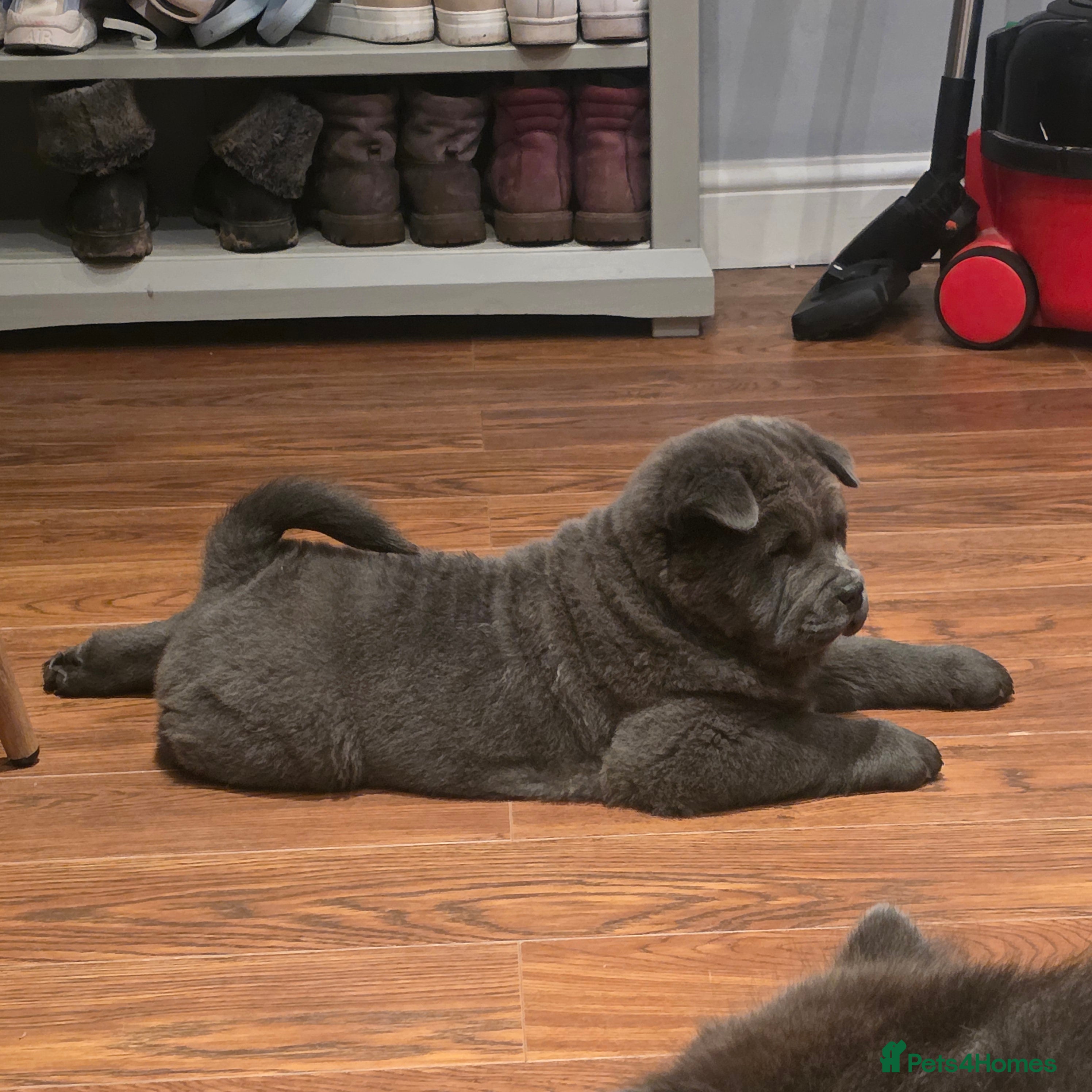 Chow Chow dogs 1 blue smooth girl left - Advert 6