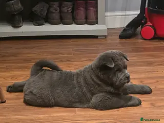 Chow Chow dogs 1 blue smooth girl left - Advert 12