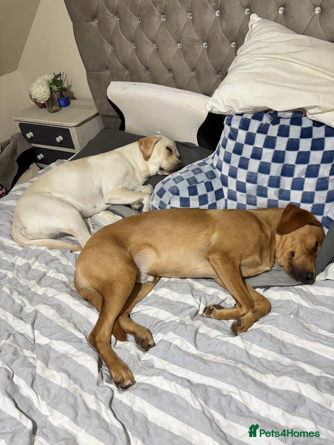 Labrador Retriever dogs for sale: Red fox Labrador & yellow lab  in Gainsborough - Image 15