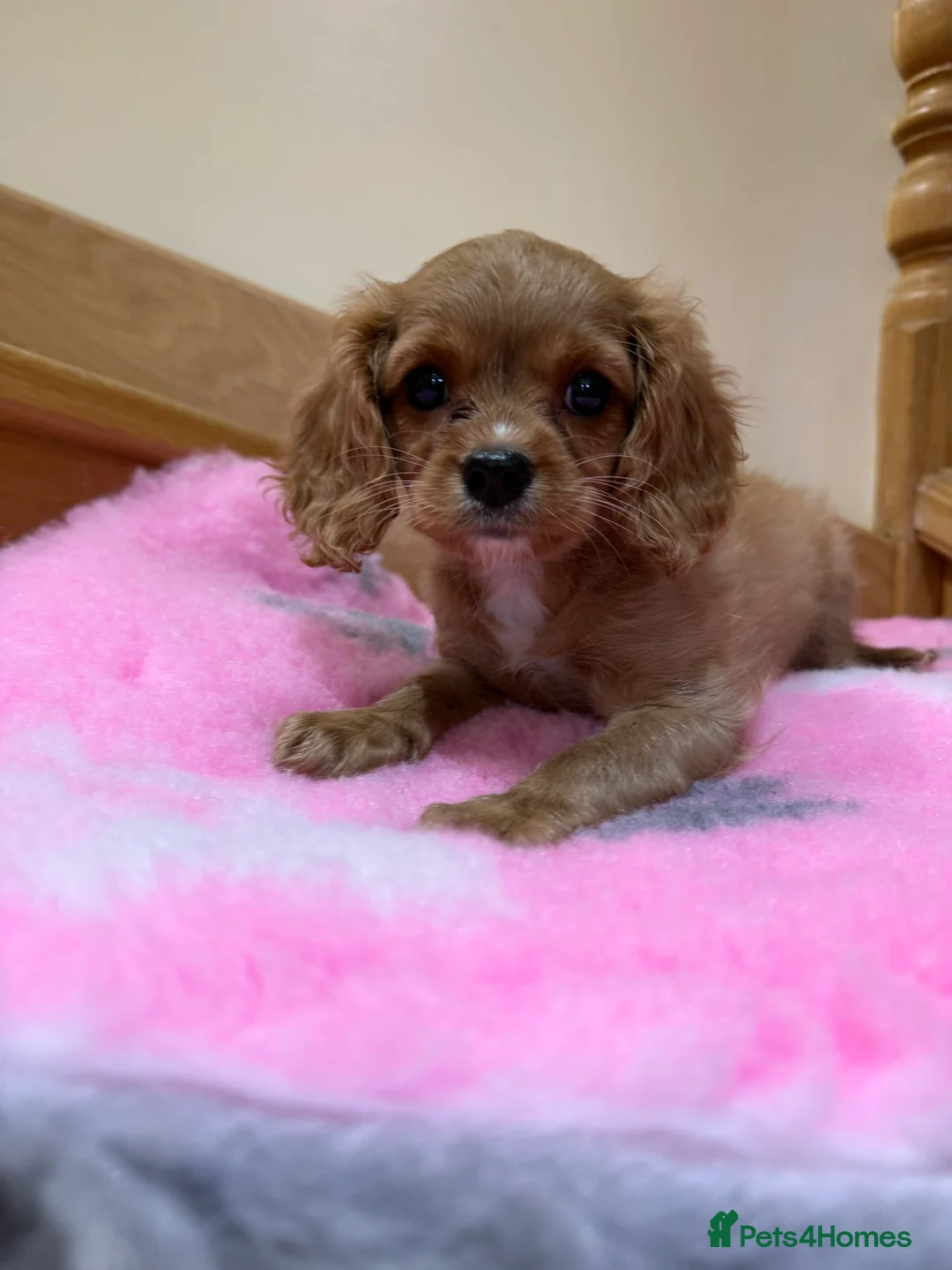 Cavapoochon dogs for sale: Cavapoochon - Advert 14