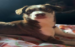 Mixed Breed dogs for sale: Meet Moose looking for a loving home  - Image 2