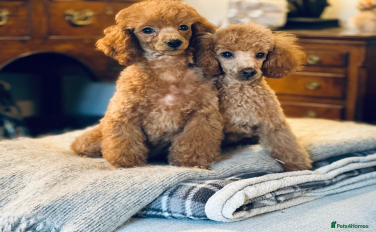 Toy Poodle dogs - Advert 1