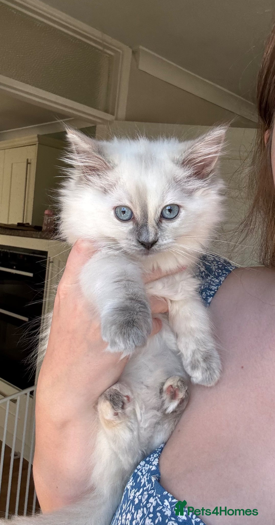 Ragdoll cats Female Ragdoll kitten  - Advert 1