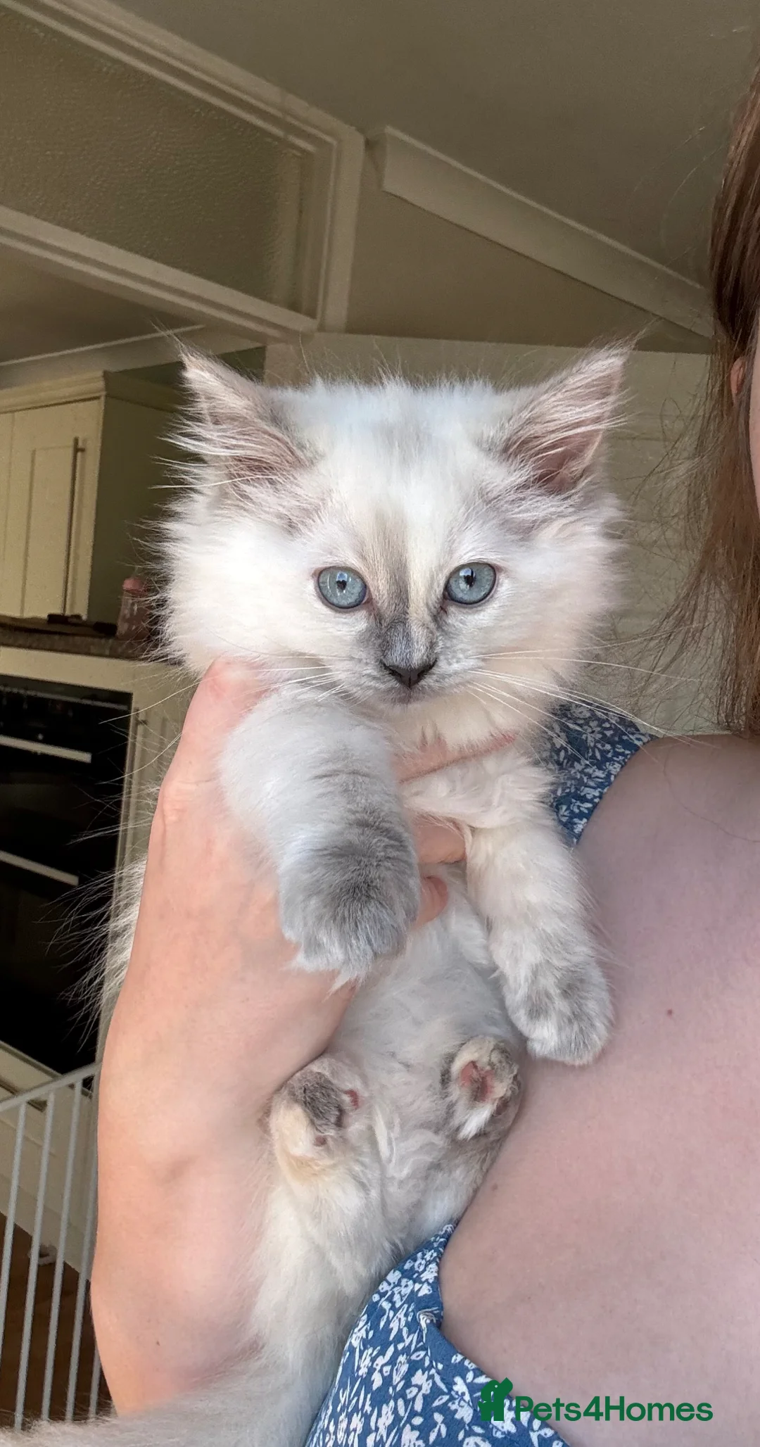 Ragdoll cats for sale: Female Ragdoll kitten  - Advert 1