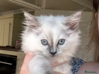 Ragdoll cats (Ready soon!) Female Ragdoll kitten - Advert 4