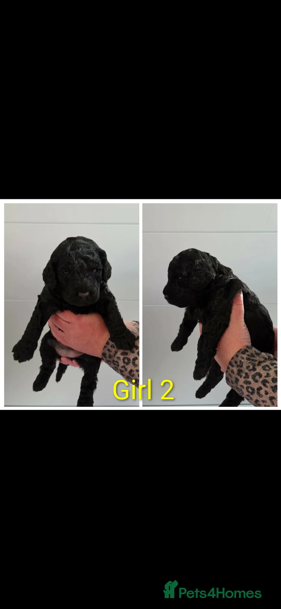 Cockapoo dogs for sale: Stunning f1b cockapoo puppies  - Advert 9