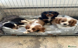 Cavalier King Charles Spaniel dogs for sale: Gorgeous King Charles cavalier puppies  - Image 2