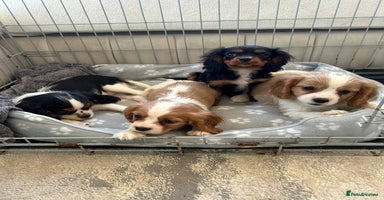 Cavalier King Charles Spaniel dogs - Advert 13
