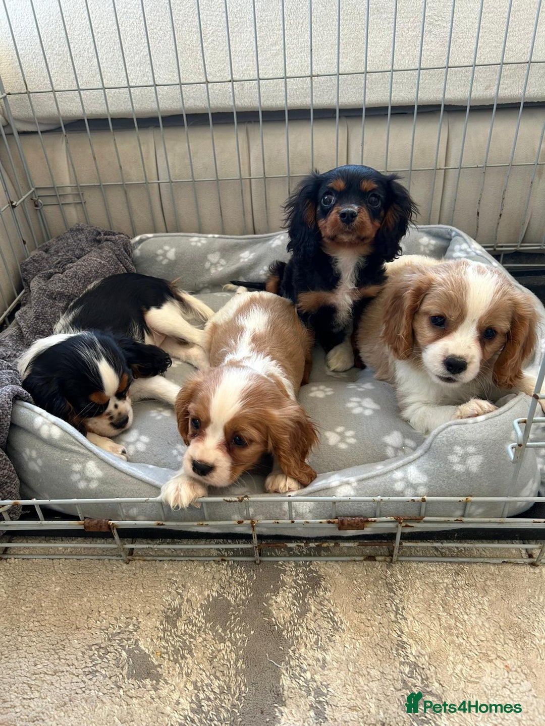 Cavalier King Charles Spaniel dogs for sale: Gorgeous King Charles cavalier puppies  - Image 2