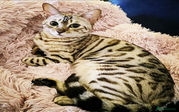 Bengal cats for sale: 🖤🤎🧡🤍Bengal sisters🤍🧡🤎🖤 - Image 10