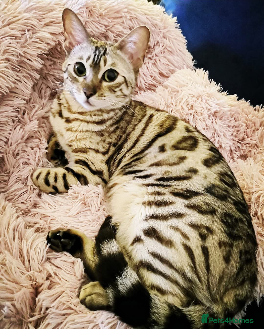 Bengal cats for sale: 🖤🤎🧡🤍Bengal sisters🤍🧡🤎🖤 - Image 10