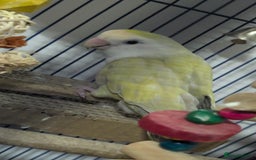Lovebirds birds for sale: Lovebird (plus cage) - Image 2