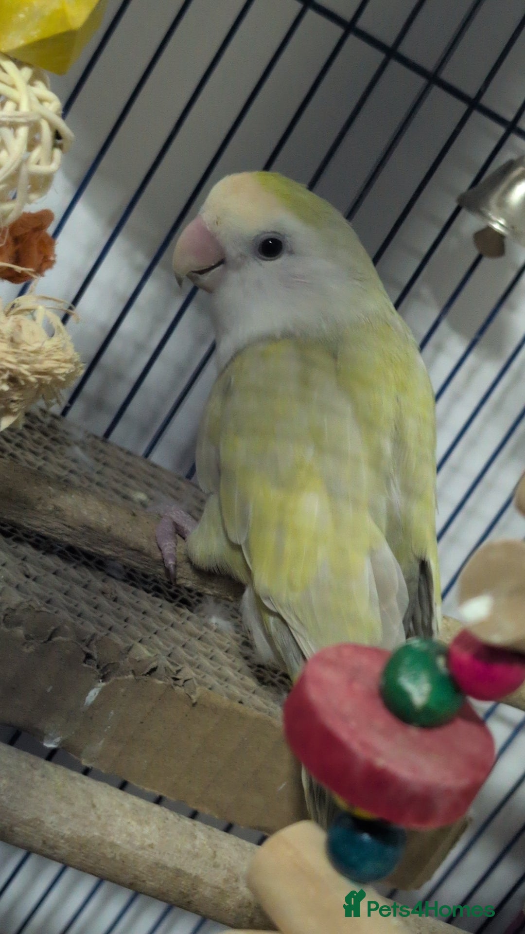 Lovebirds birds for sale: Lovebird (plus cage) - Image 2
