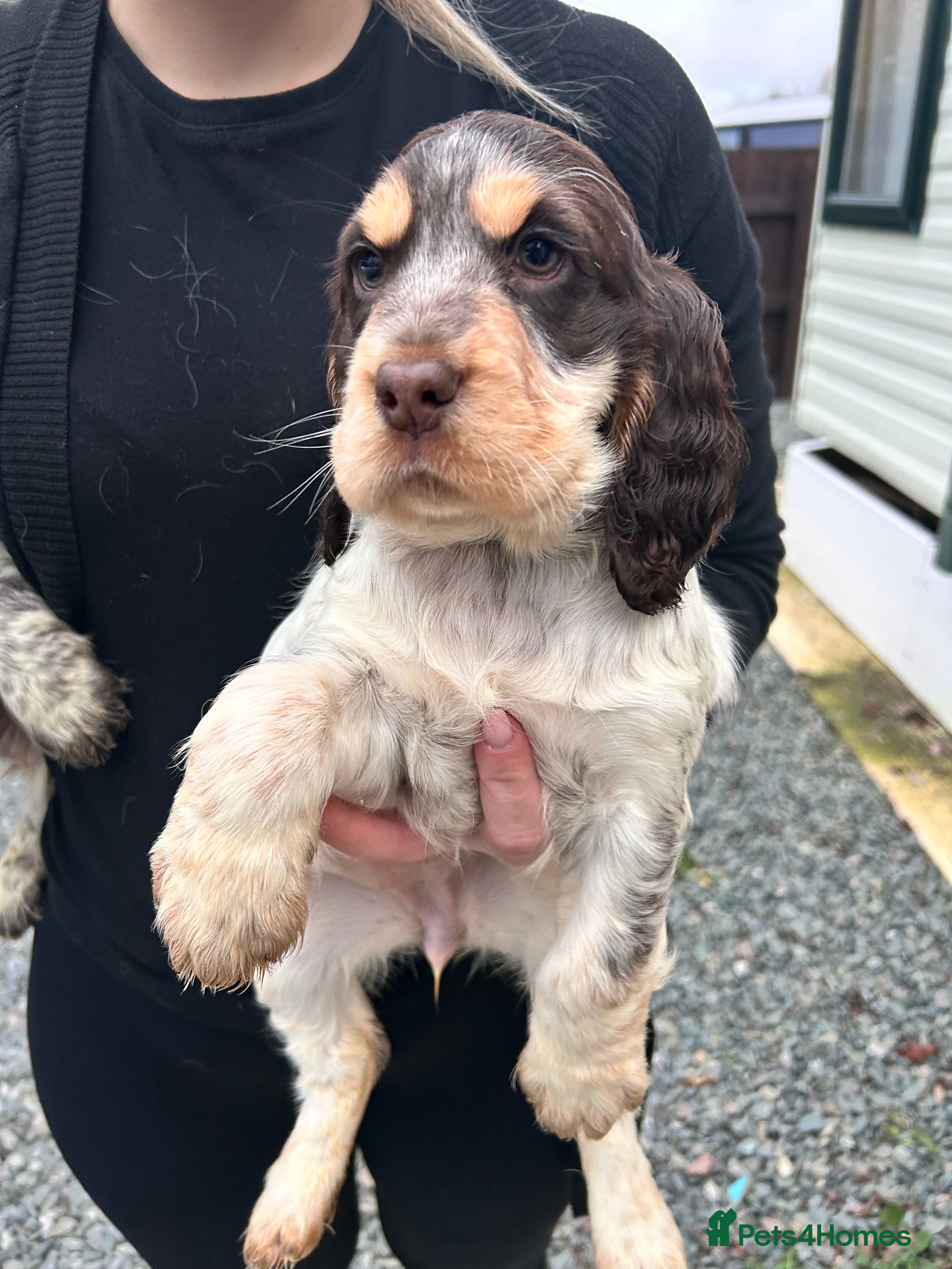 Cocker Spaniel dogs Cocker spaniel puppys for sale! - Advert 3