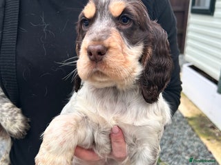 Cocker Spaniel dogs Cocker spaniel puppys for sale! - Advert 10