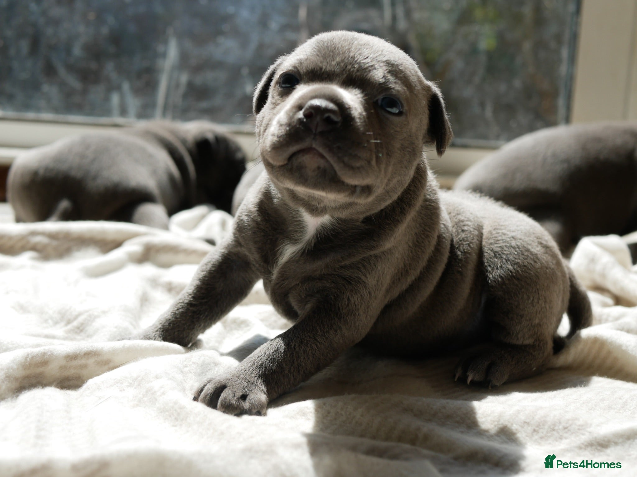 Staffordshire Bull Terrier dogs KC Registered Blue Staffy Puppies - Advert 1