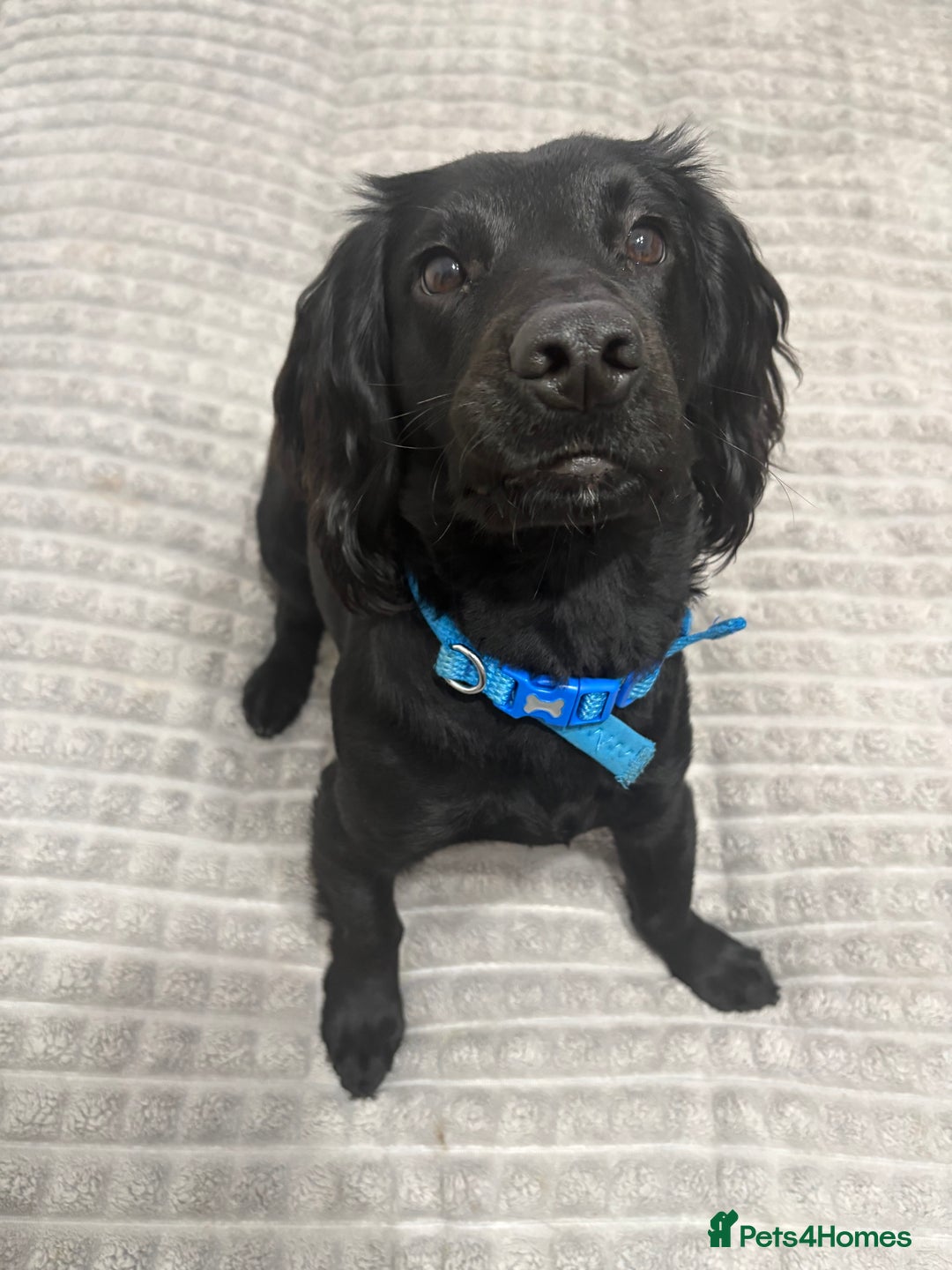 Cocker Spaniel dogs for sale: Working cocker spaniel  - Advert 5