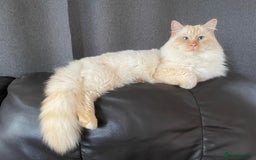 Ragdoll cats for stud: Rare Flame Point Ragdoll for stud - Image 5