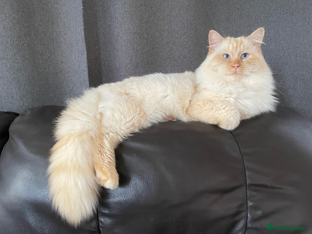 Ragdoll cats for stud: Rare Flame Point Ragdoll for stud - Image 5
