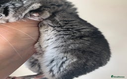 Chinchilla rodents for sale: Beautiful black velvet baby chinchilla girl - Image 9