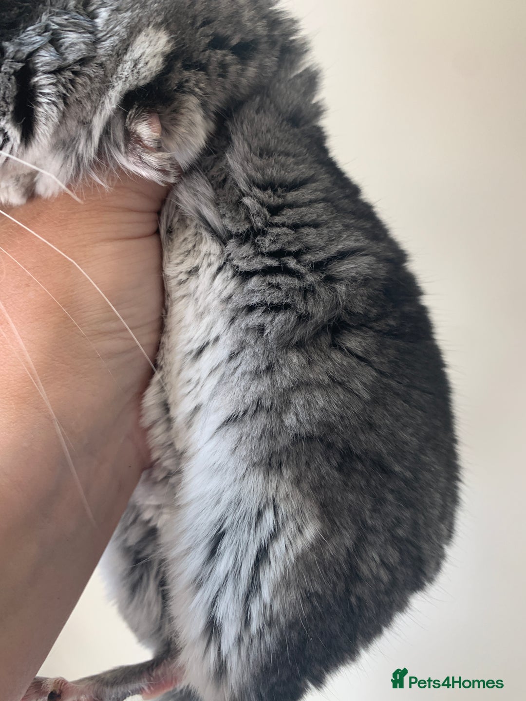 Chinchilla rodents for sale: Beautiful black velvet baby chinchilla girl - Image 9