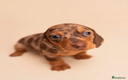 Miniature Dachshund dogs for sale: 🏆Champion KC Mini Dachshunds 0.4% COI 👌🏻 - Image 14