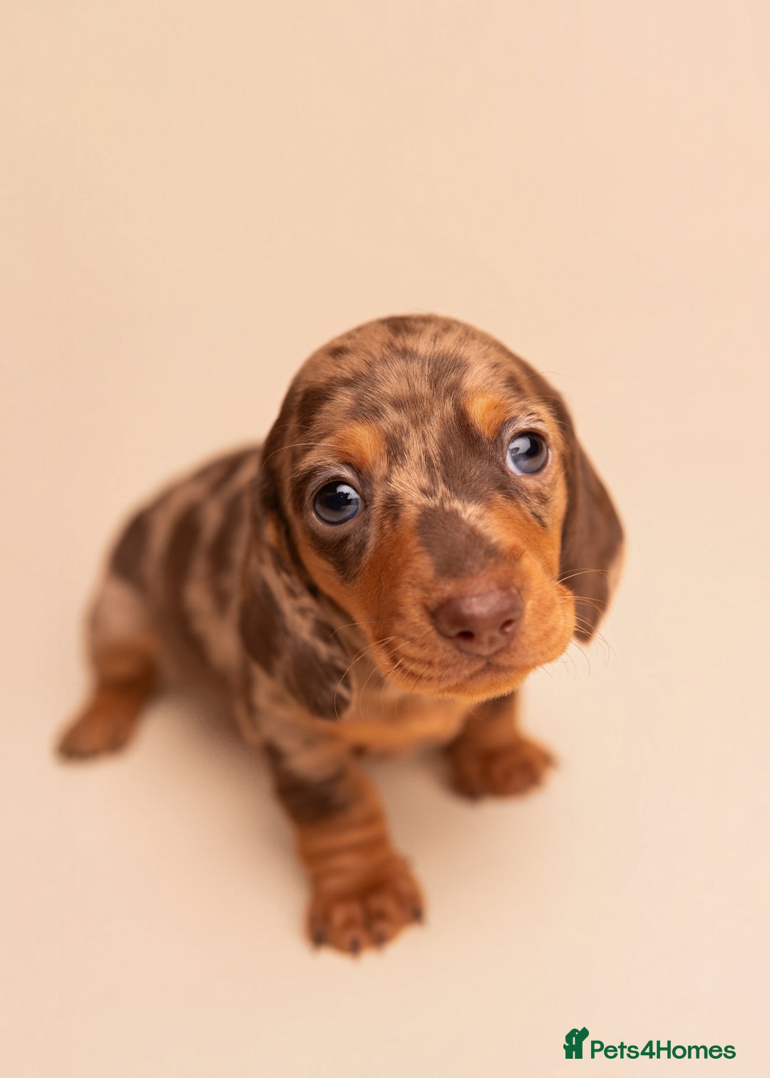 Miniature Dachshund dogs for sale: 🏆Champion KC Mini Dachshunds 0.4% COI 👌🏻 - Image 14
