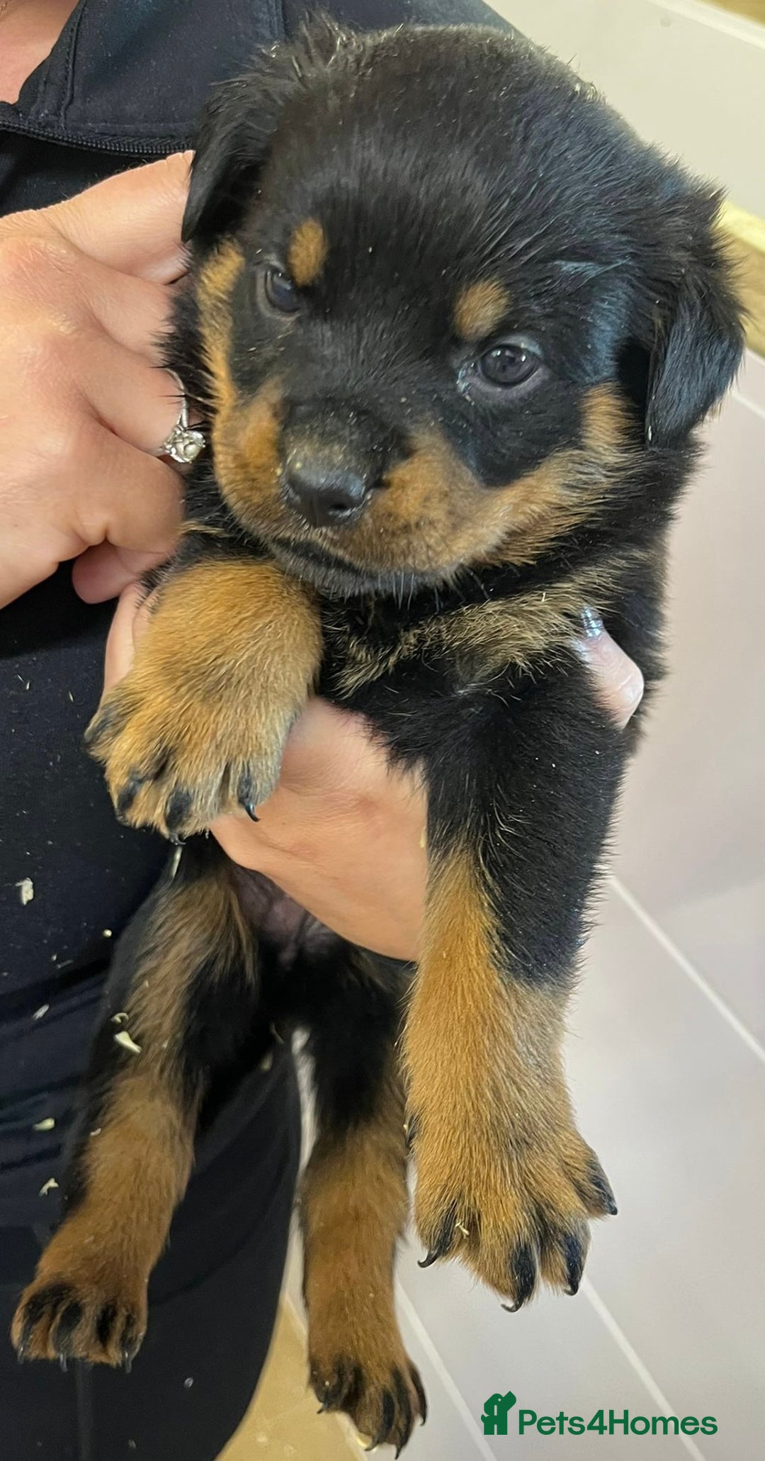 Rottweiler dogs for sale: 🤎🖤🦍 KC REGISTERED 5 ⭐️ BREEDER - Advert 37