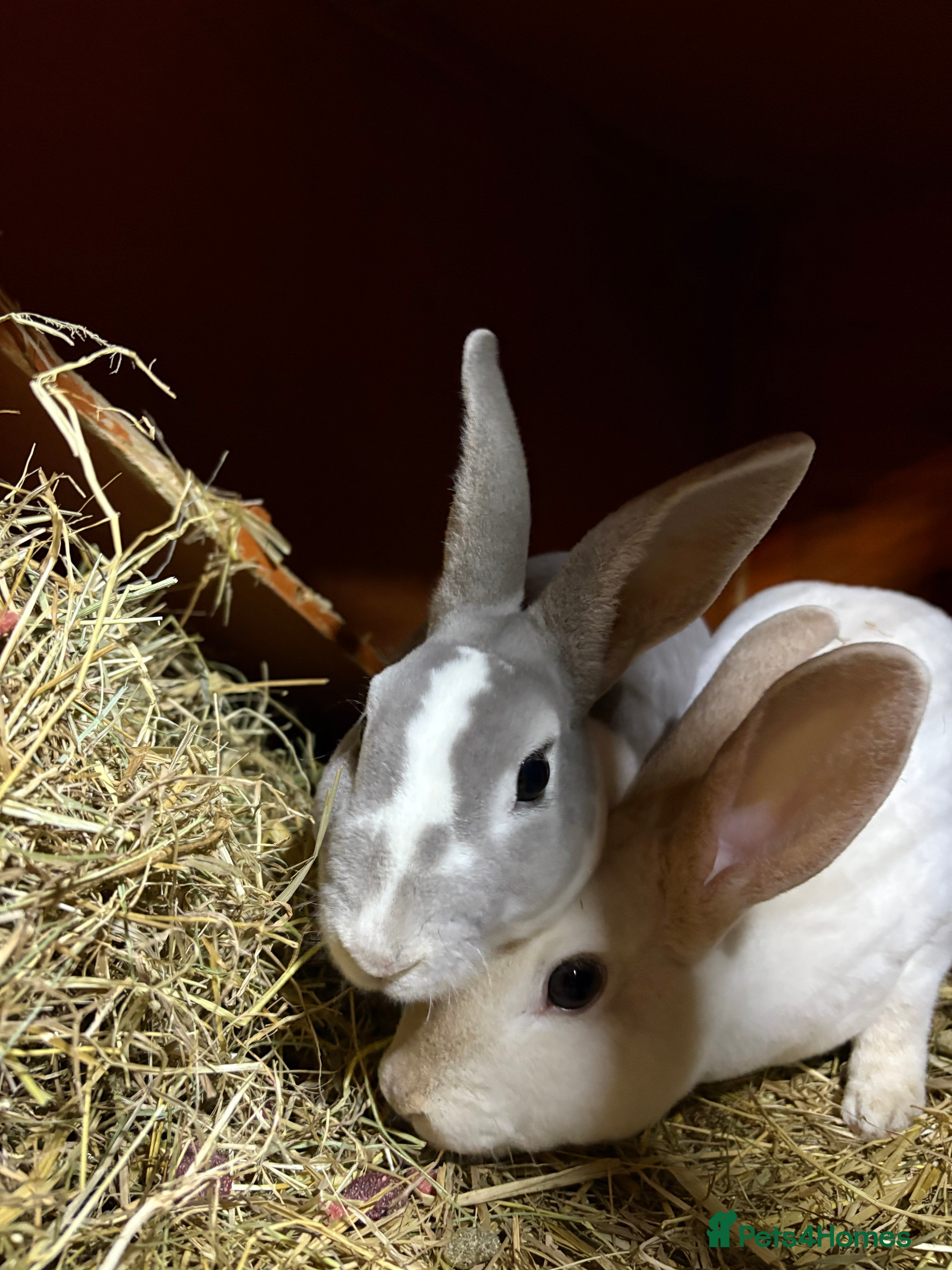 Mixed Breed rabbits Bunnies available for adoption  - Advert 5