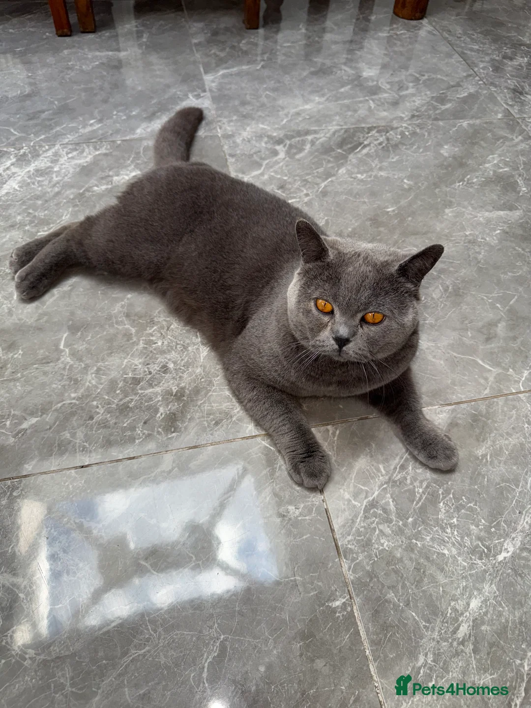 British Shorthair cats for stud: British shorthair stud - Advert 3