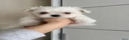 Maltese dogs for sale: Beautiful Maltese puppies home raised & socialised - Advert 4