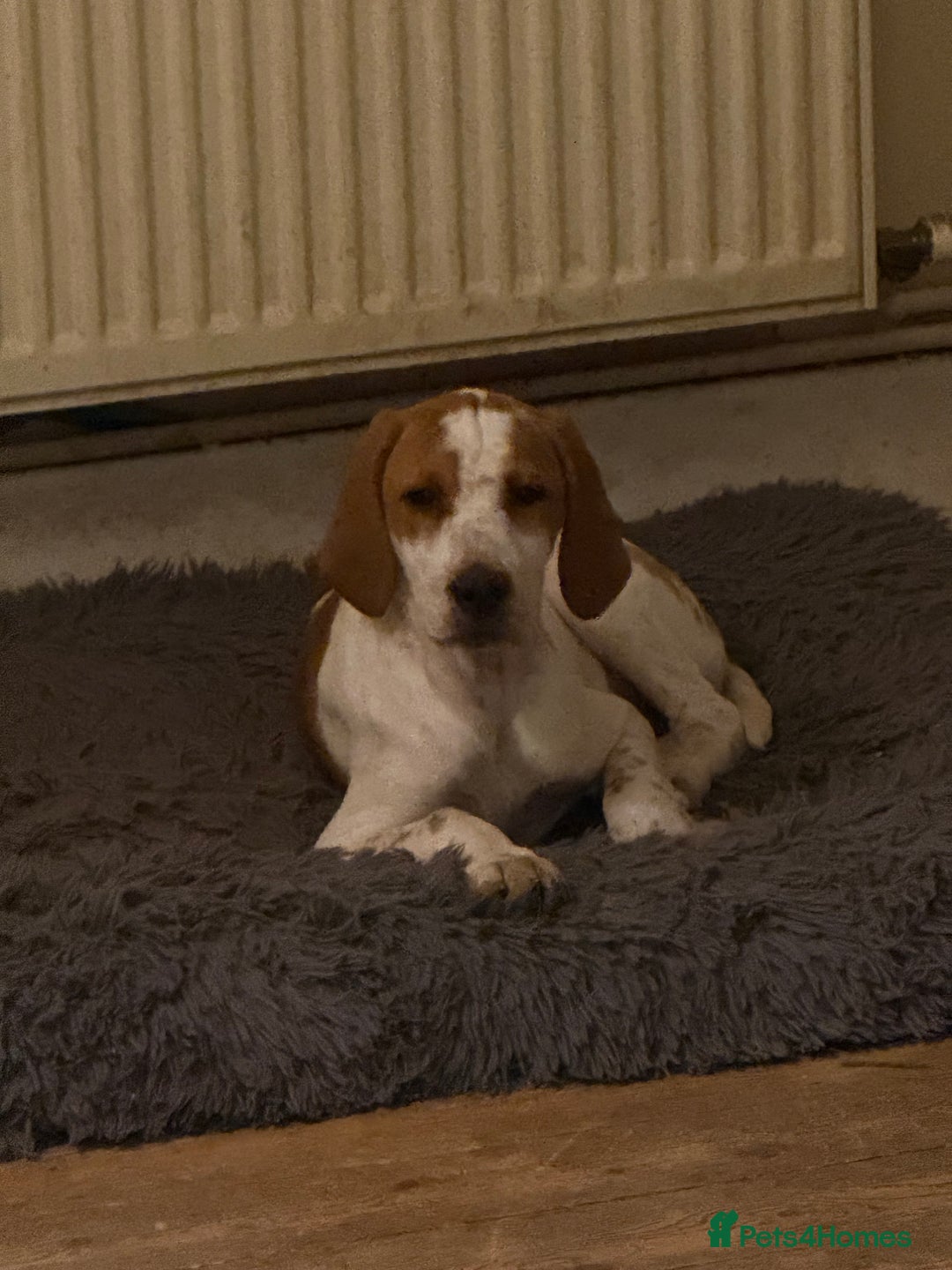 Pointer dogs for sale: Last Beautiful English Pointer - Advert 1