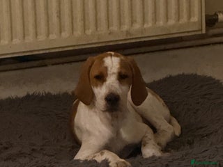 Pointer dogs Last Beautiful Pointer - Advert 1