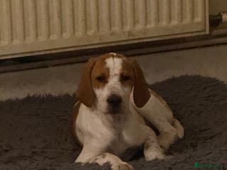 Pointer dogs Last Beautiful English Pointer - Advert 3