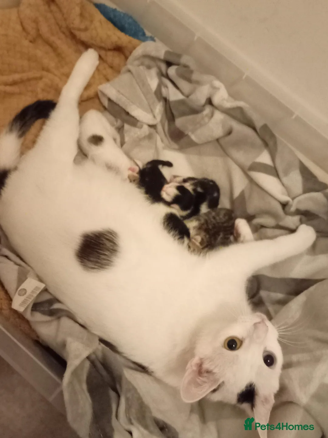 Mixed Breed cats for sale: Tabby kitten - Advert 1