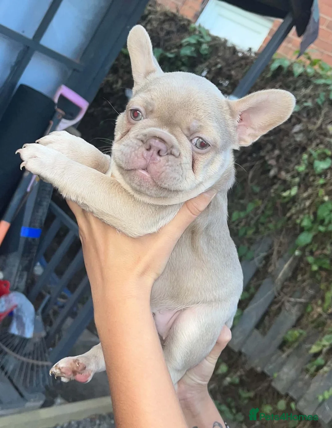 French Bulldog dogs for sale: French bulldog puppies for sale  in Wakefield - Advert 2