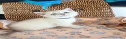 British Shorthair cats for sale: Cuteness overload♥️ British shorthair/chinchillas  - Advert 24