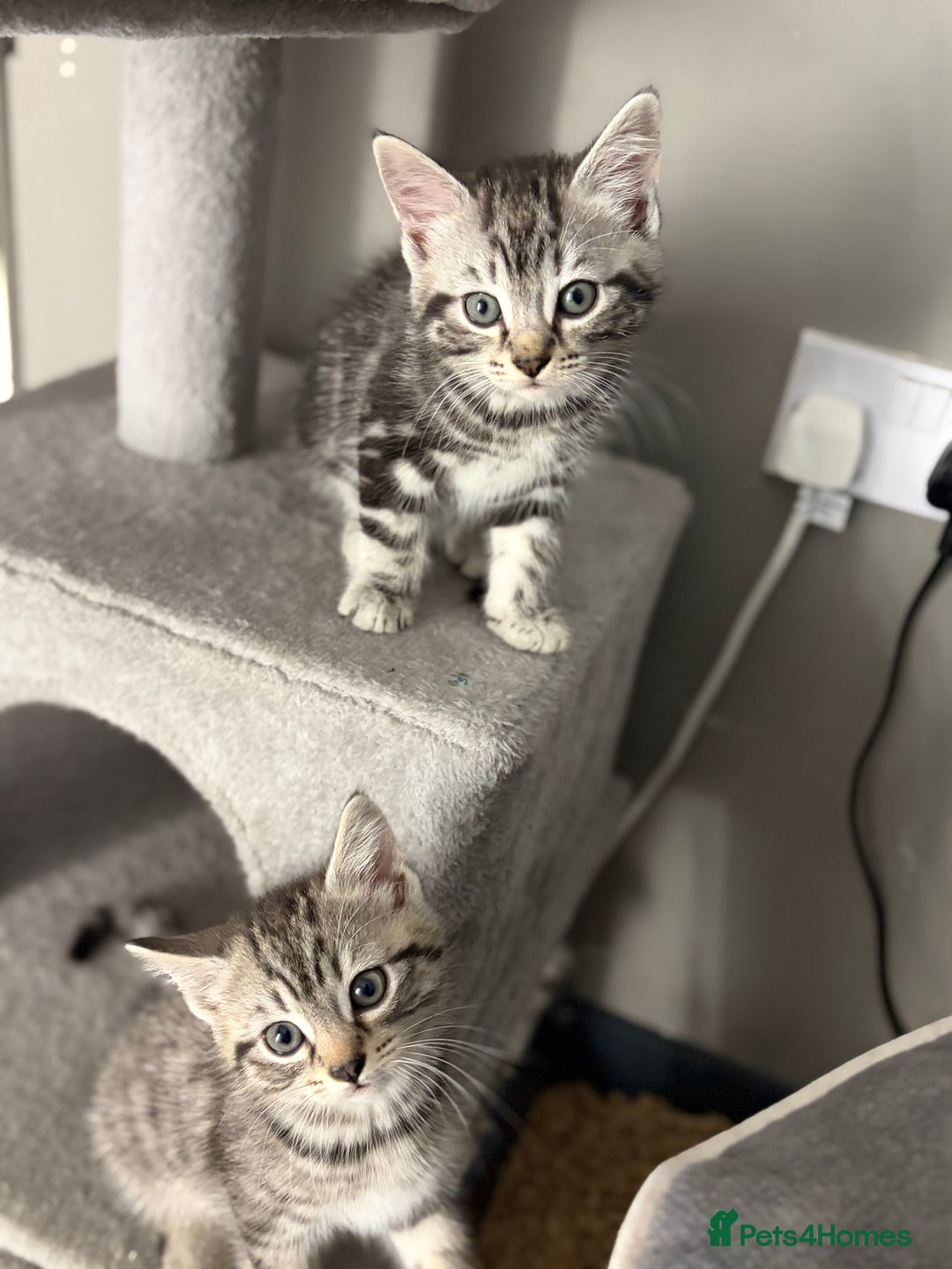 Mixed Breed cats for sale: 5 cute kittens for sale.  - Image 11