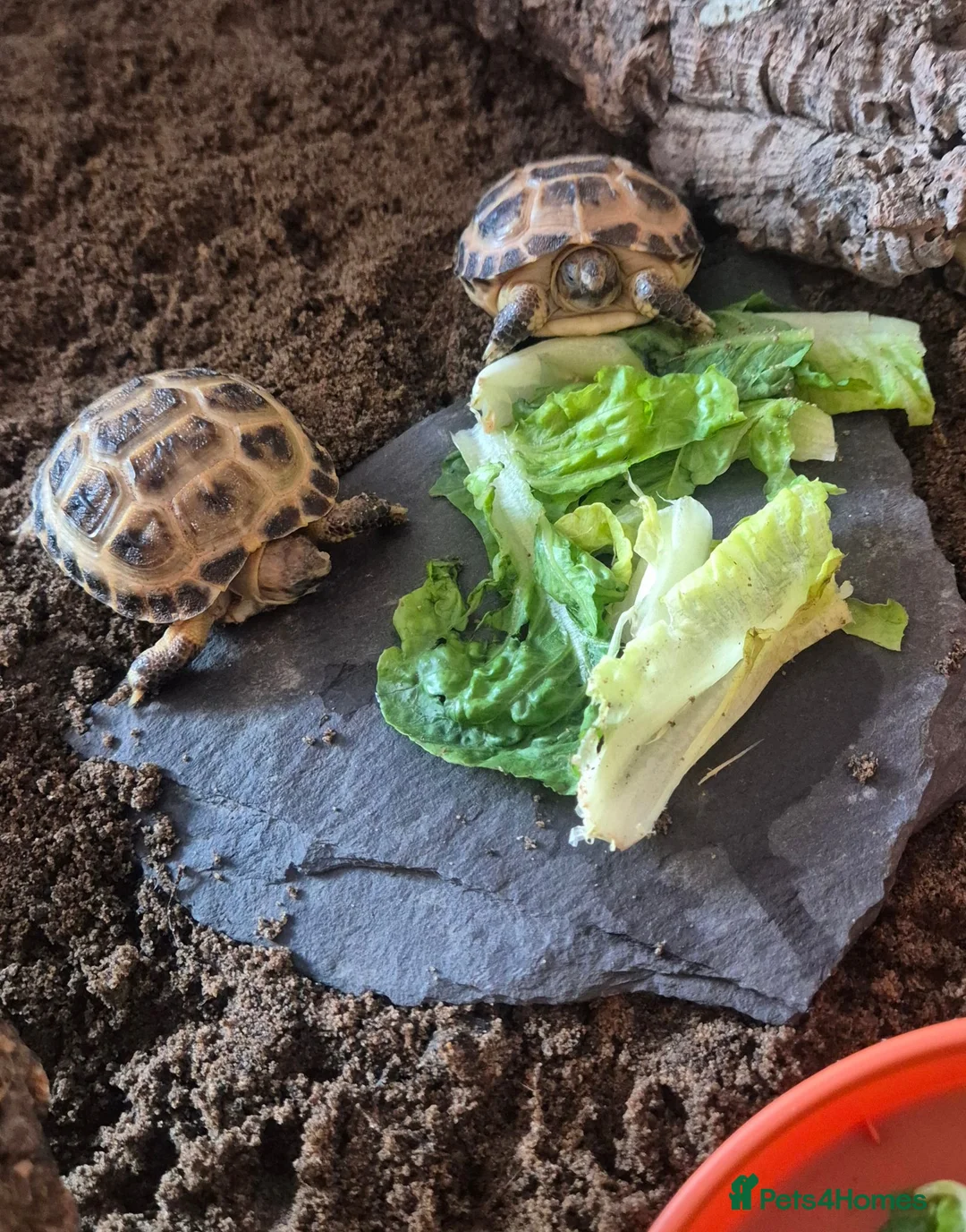 Tortoise reptiles for sale: 🐢 Horsfield (Russian) Tortoise – For Sale 🐢 - Advert 1