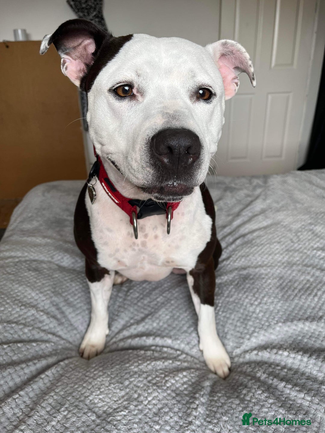 Staffordshire Bull Terrier dogs for sale: Fifi  - Advert 19