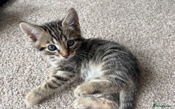 Bengal cats for sale: Beautiful Bengal Cross Kitten - Image 8
