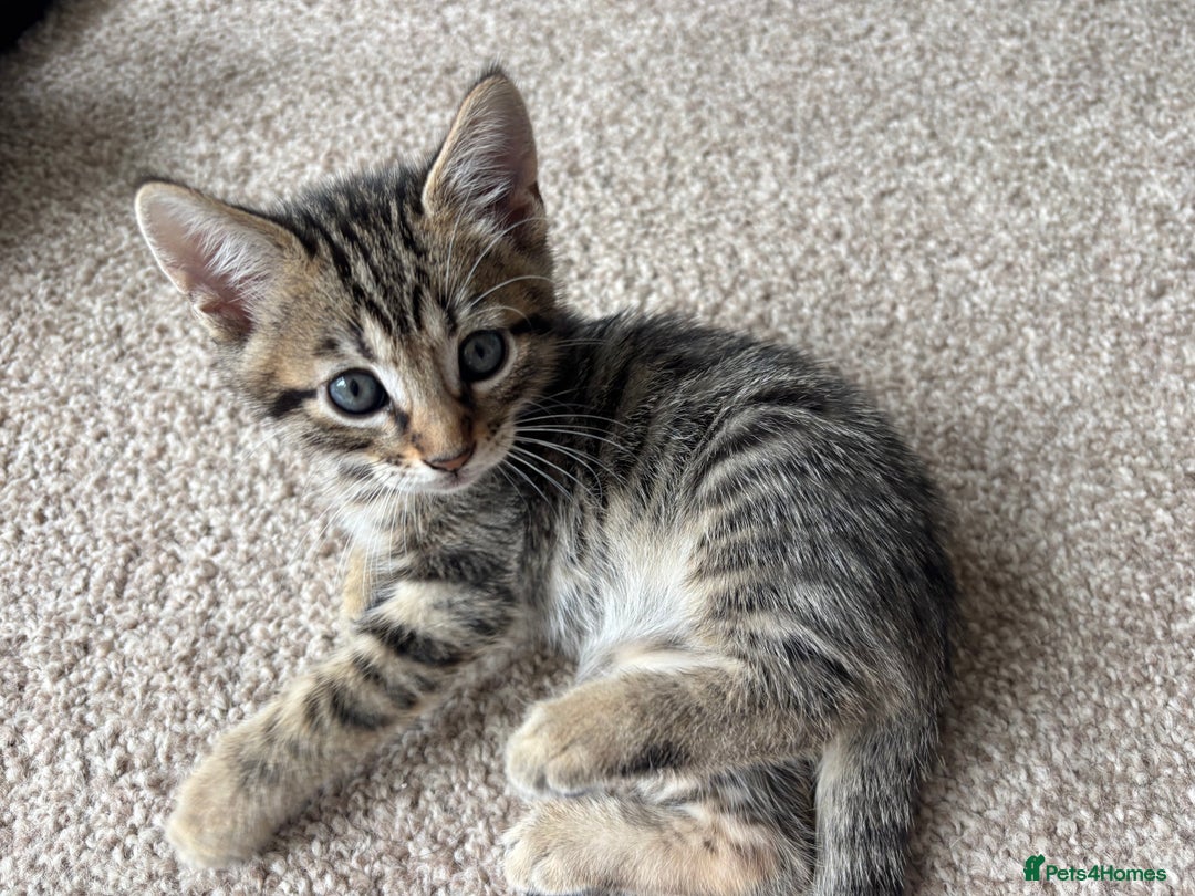 Bengal cats for sale: Beautiful Bengal Cross Kitten - Image 8