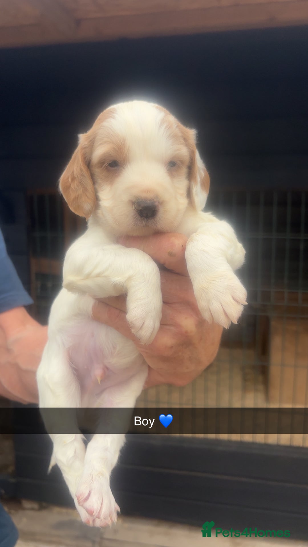 Sprocker dogs for sale: Beautiful Sprocker Puppies - Image 3